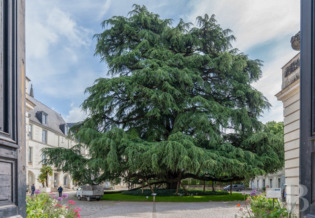 Dans le centre de Tours, une maison à colombages du 15e siècle - photo  n°20